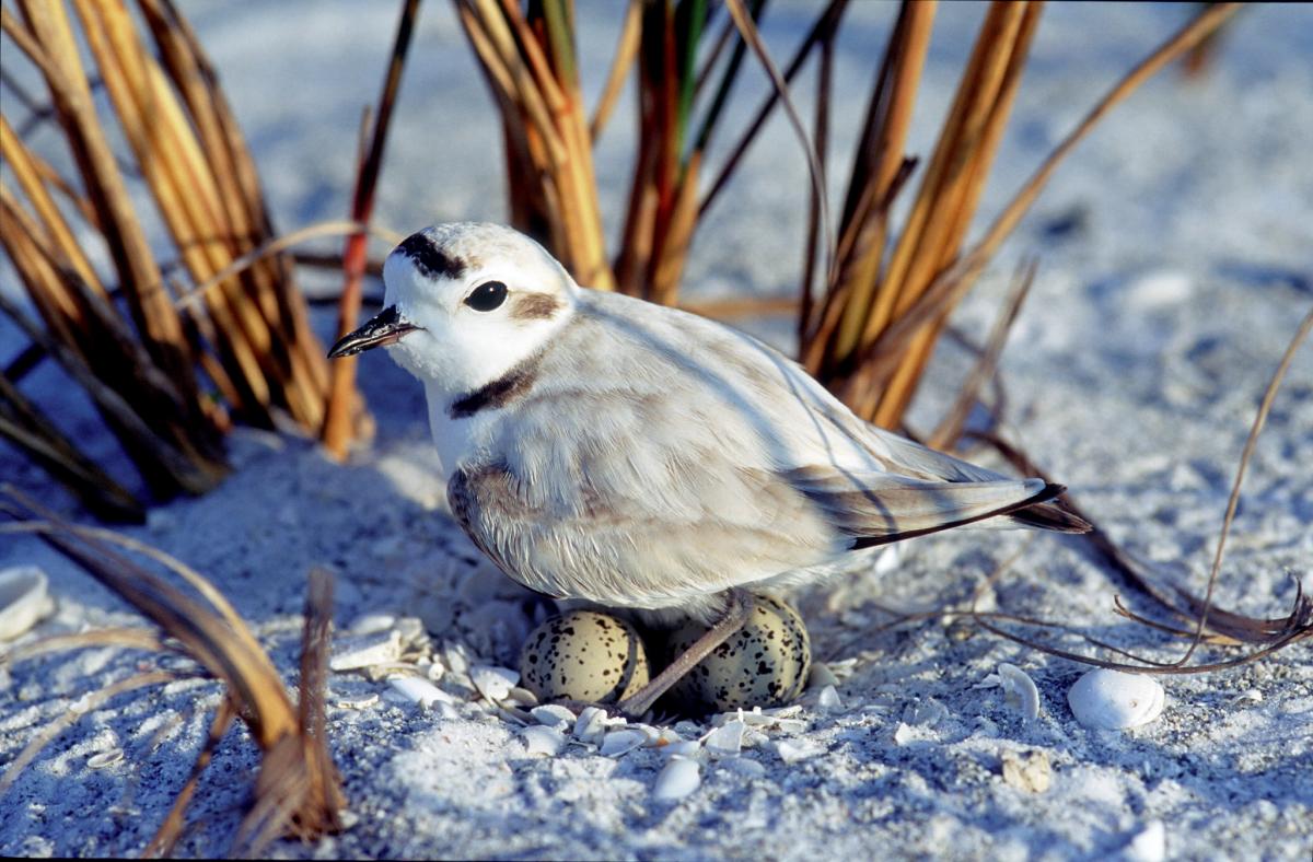 A nesting shore bird on the beach.
